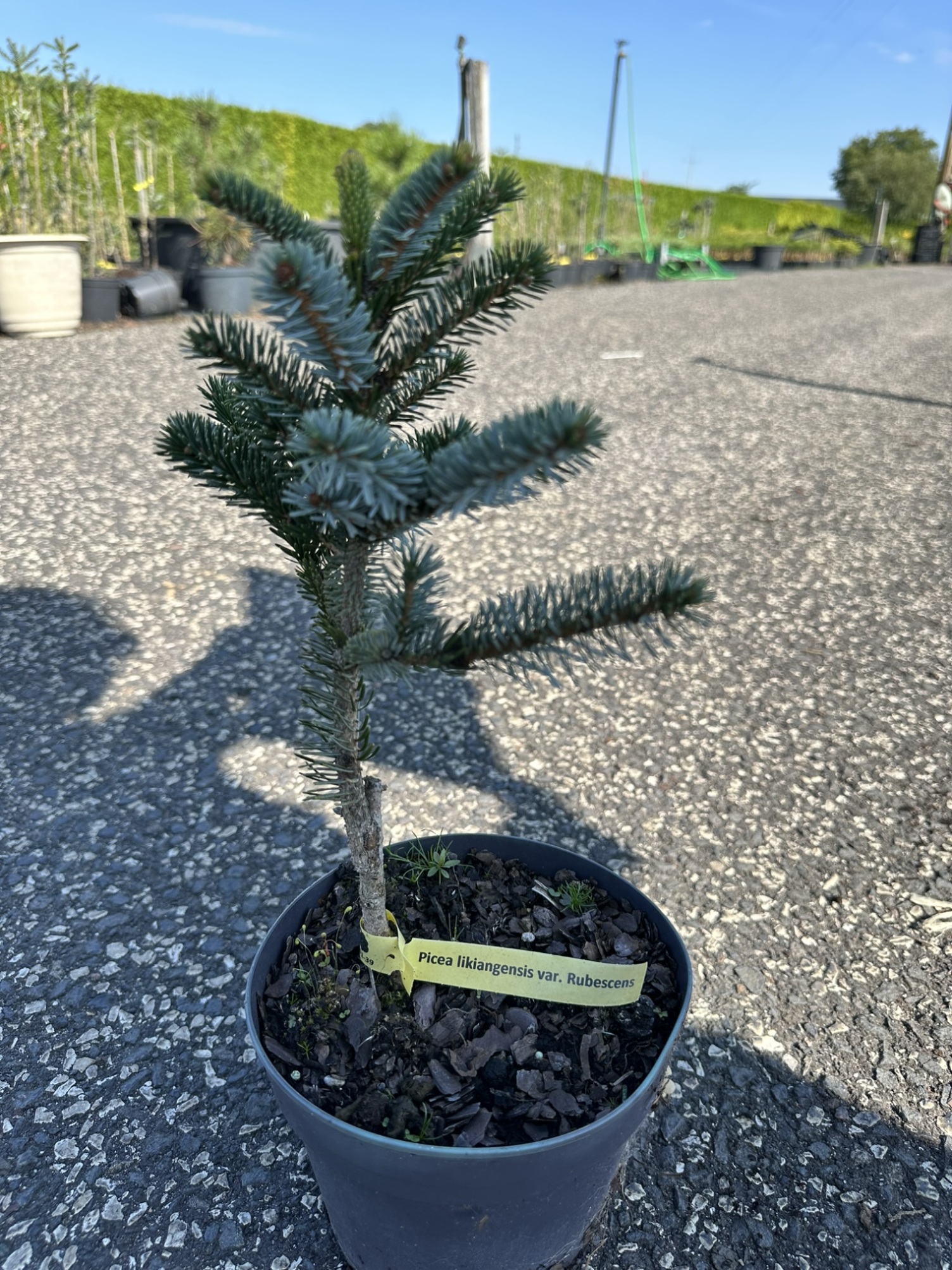 Ель лицзянская Рубесценс